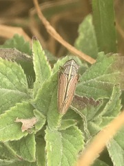 Apogonalia mediolineata