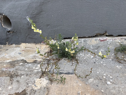 Antirrhinum siculum, photograph 2
