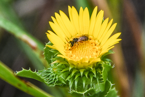 Ligated Furrow Bee