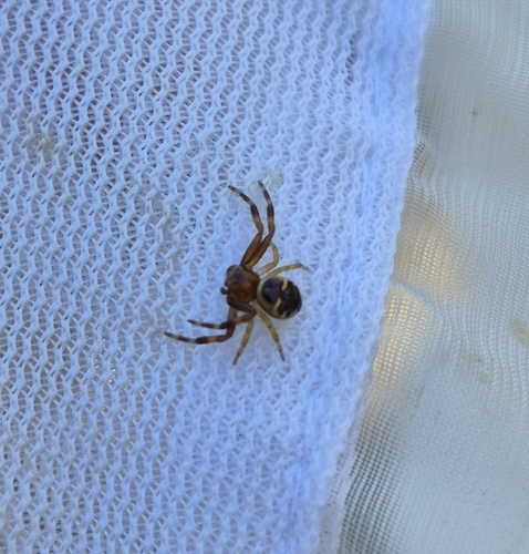 Napoleon Spider