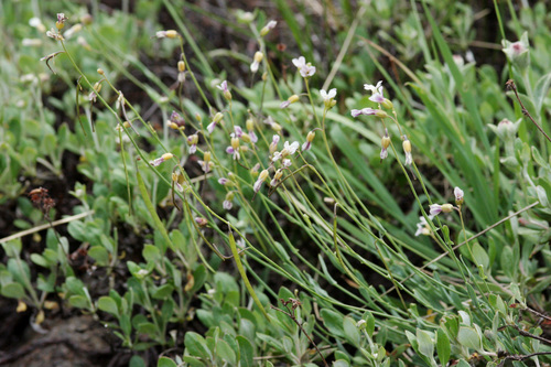 Rolle's rockcress (Boechera rollei)