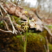 Luzula acuminata acuminata - Photo (c) Colin Chapman-Lam, algunos derechos reservados (CC BY-NC), subido por Colin Chapman-Lam