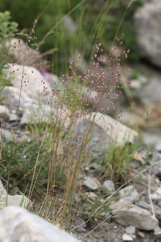 Briza media, photograph 3