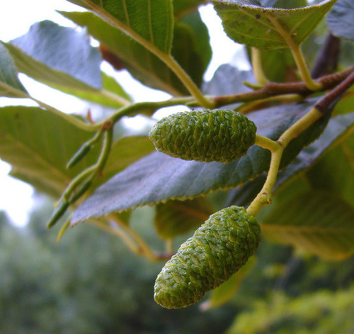 white alder (Trees & Shrubs of the Sunol Region - BioBlitz ...