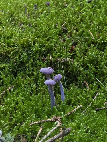 Amethyst Deceiver