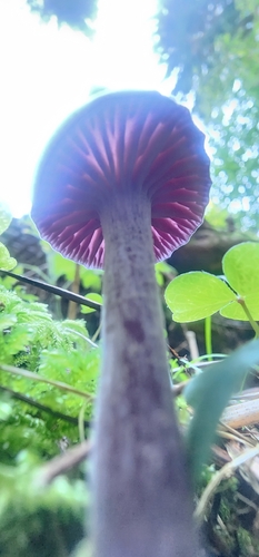 Amethyst Deceiver