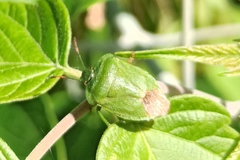Palomena viridissima