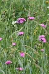Silene flos-jovis