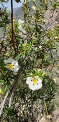 Cistus ladanifer