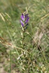 Campanula spicata