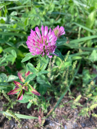 Red Clover