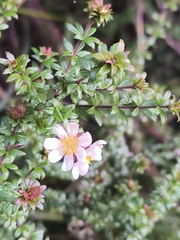 Bauera rubioides, photograph (c) goblyn, some rights reserved (CC BY)