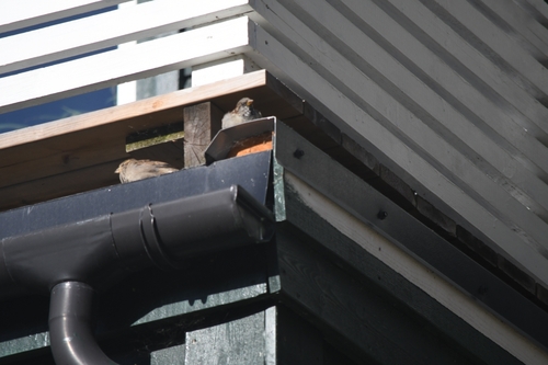 House Sparrow