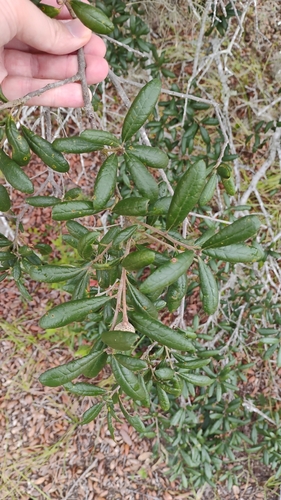 Quercus geminata, photograph 6