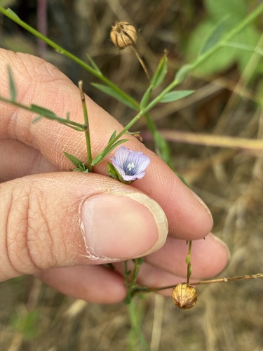 Linum bienne, photograph 1
