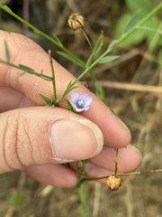 Linum bienne