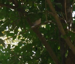 Streptopelia decaocto