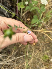 Linum bienne, photograph (c) dorian, some rights reserved (CC BY)