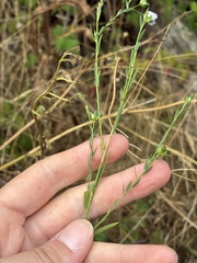 Linum bienne, photograph (c) dorian, some rights reserved (CC BY)