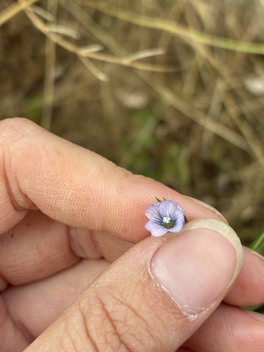 Linum bienne, photograph 5