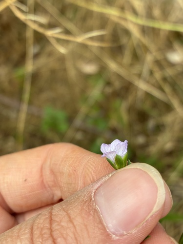 Linum bienne, photograph 6