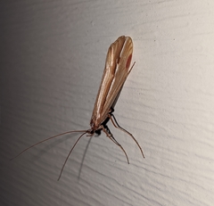 Psychoglypha