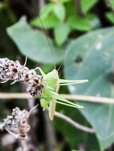 Slender Meadow Katydid