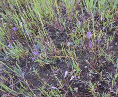 Brodiaea terrestris terrestris