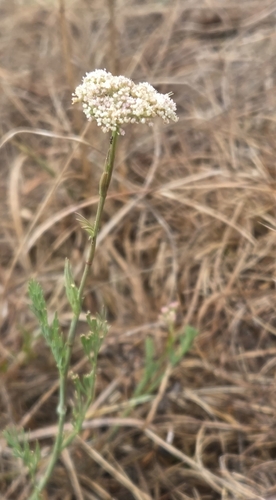 Seseli montanum