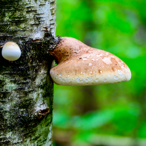 birch polypore
