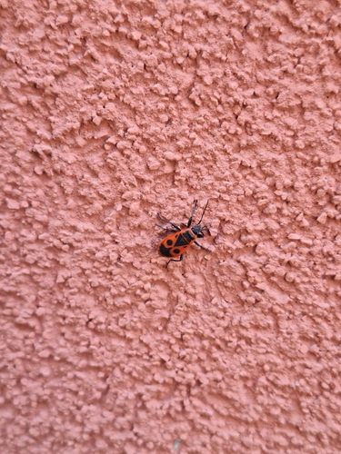 European Firebug