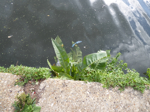 Rumex hydrolapathum, photograph 6