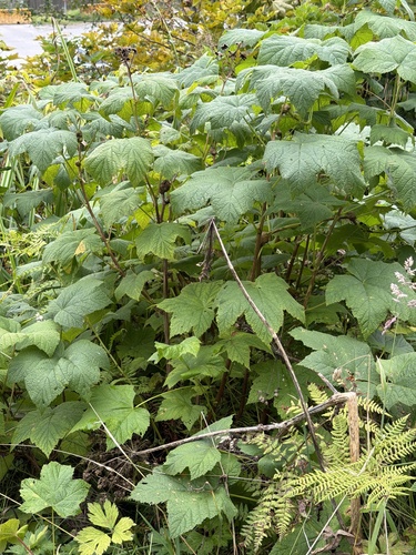 thimbleberry