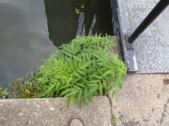 Datisca cannabina