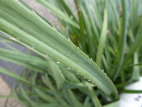Eryngium pandanifolium, photograph 4