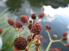 Eryngium pandanifolium, photograph (c) jamie-aa, some rights reserved (CC BY)