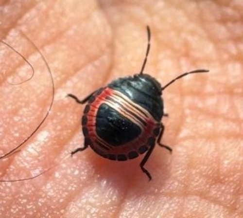 Coleotichus blackburniae observed 2026-09-15