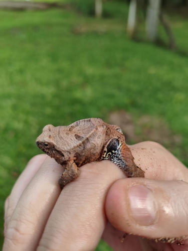 Cuyaba Dwarf Frog