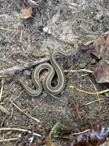 Lined Snake