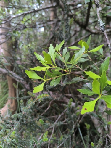 Phyllocladus aspleniifolius