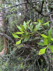 Phyllocladus aspleniifolius