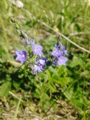 Veronica krylovii
