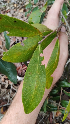 Asimina obovata