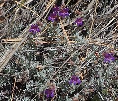 Penstemon californicus