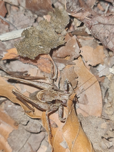 Dark Bush-cricket