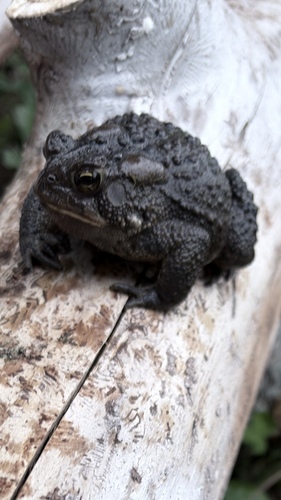 Eastern American Toad
