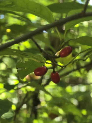 northern spicebush