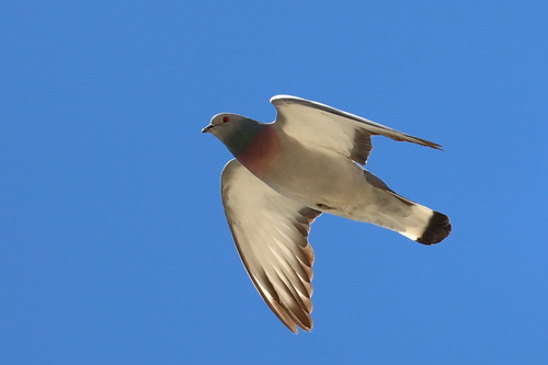 Hill Pigeon