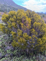 Orites acicularis