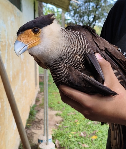 Crested Caracara